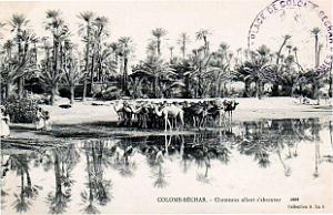 Colomb-Bechar - Chameaux allant s'abreuver - 1909